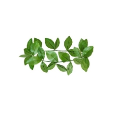 WIENIEC LAUROWY ZIELONY KORONA CEZARA DUŻE LIŚCIE-9498